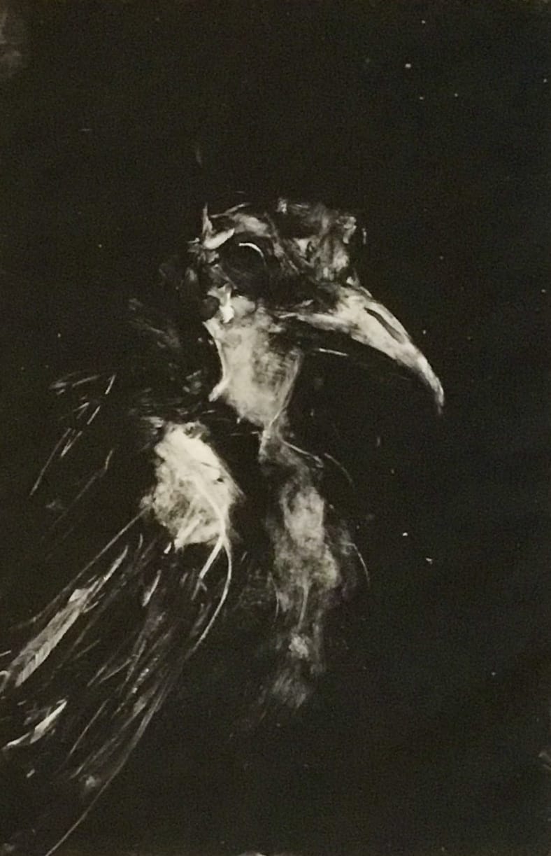 Monotype contemporain expressif d'un corbeau par Mathilde du Mesnildot