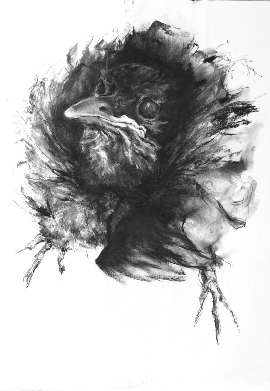 Grand dessin expressif en noir et blanc d'un oiseau par Mathilde du Mesnildot